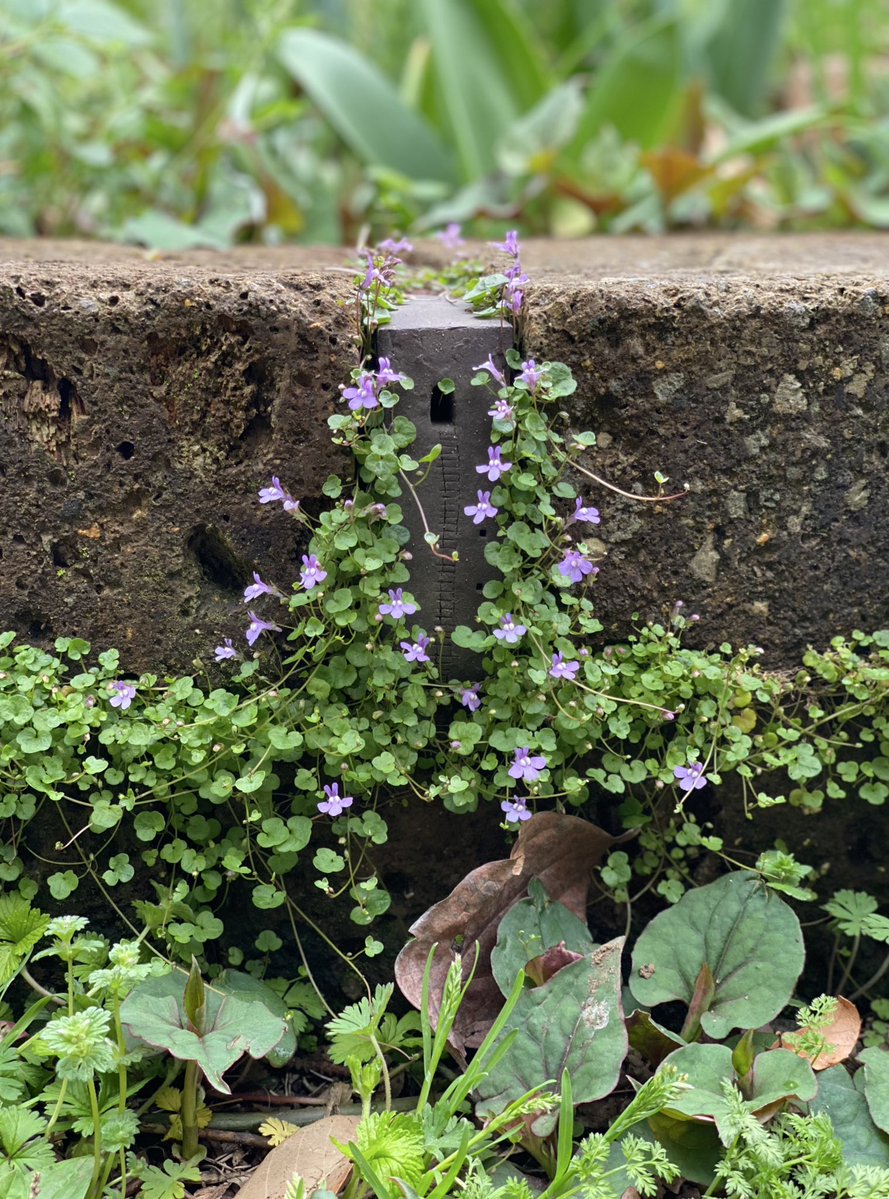 うさみ あやか tweet media