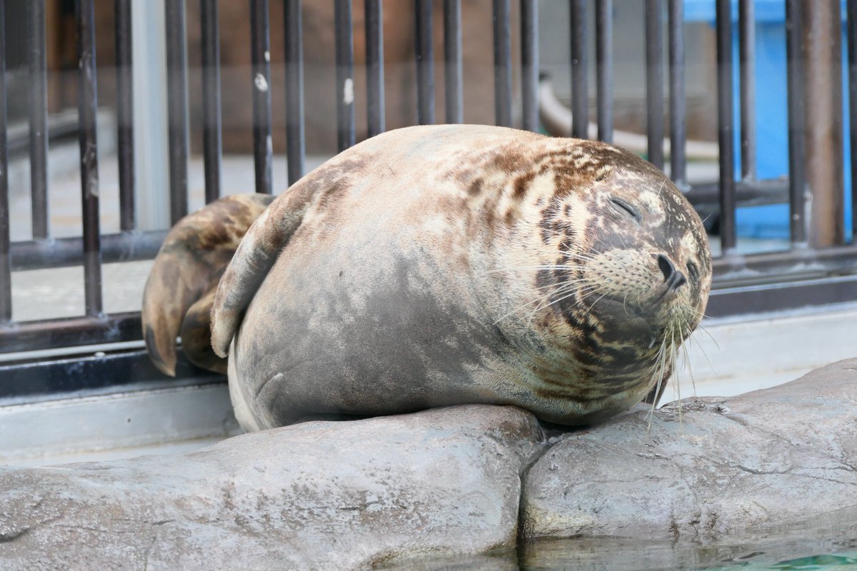 上野動物園［公式］ tweet media