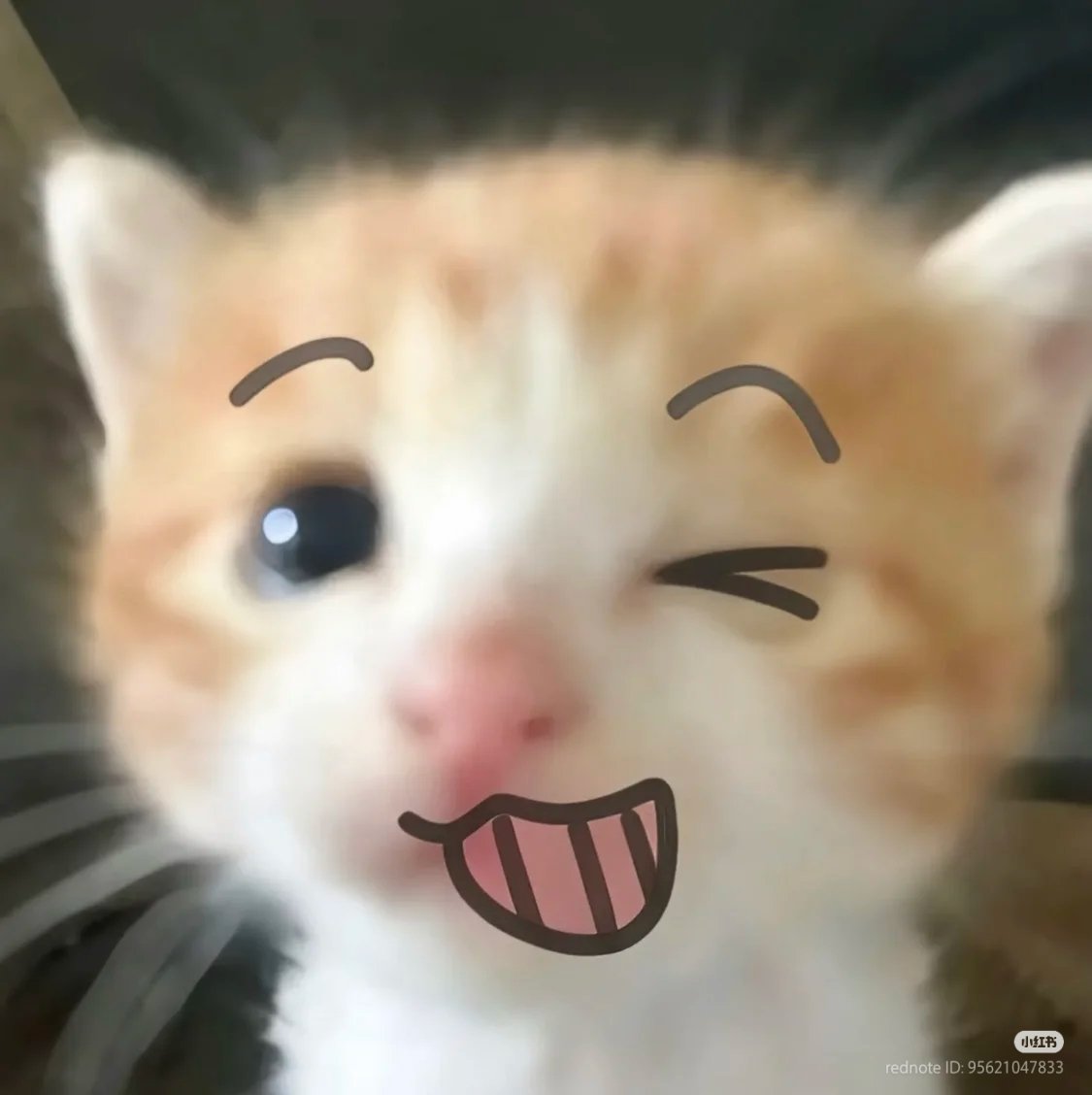 No Context Cats tweet media