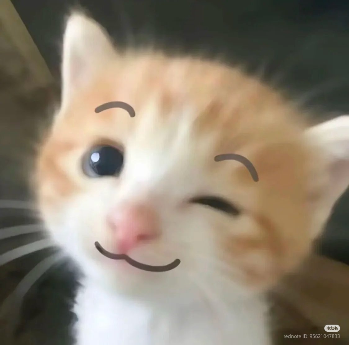 No Context Cats tweet media