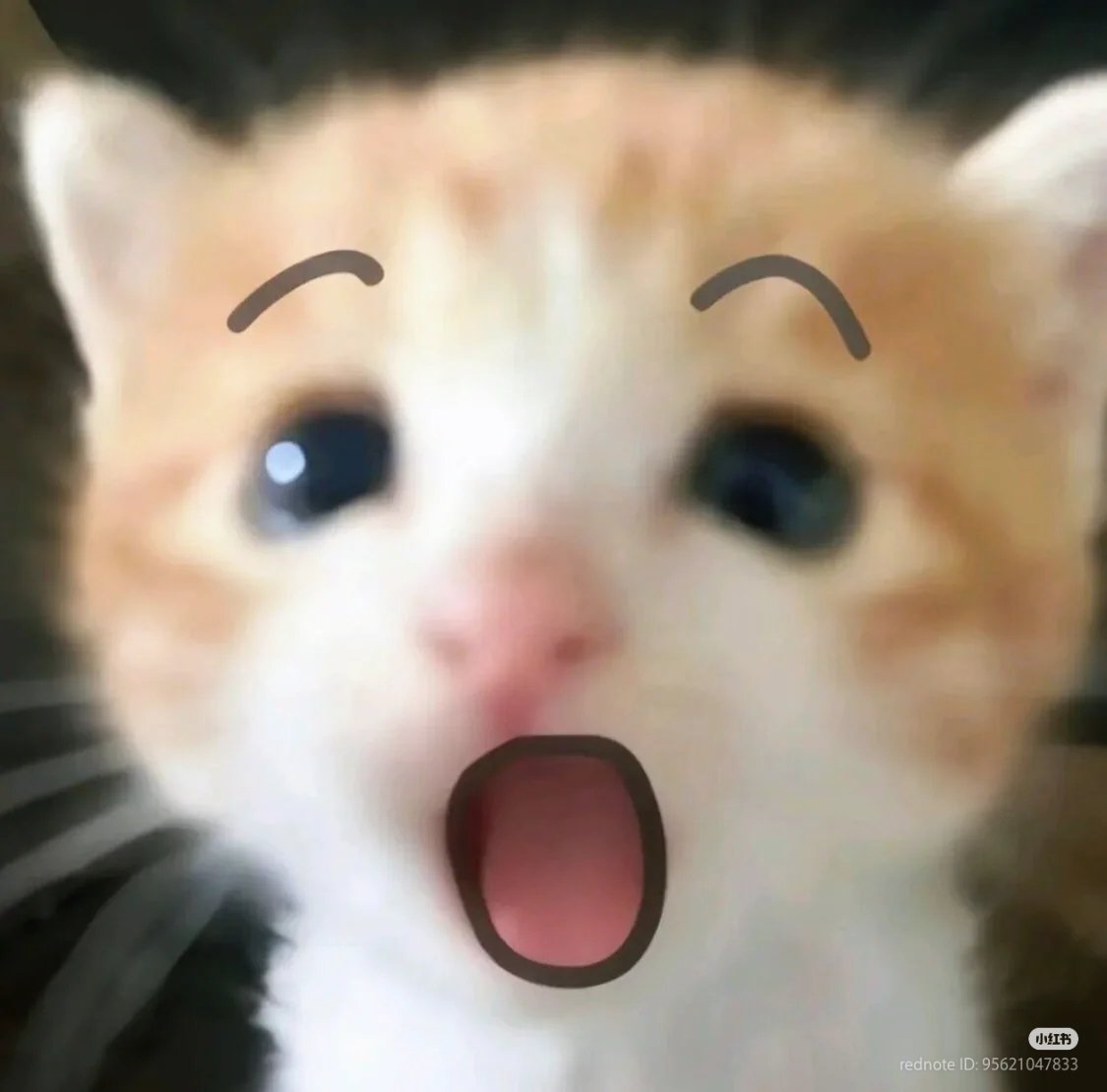 No Context Cats tweet media