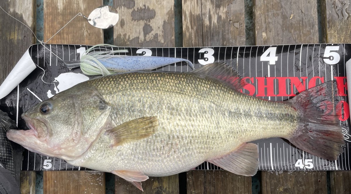 ちかちゃん tweet media