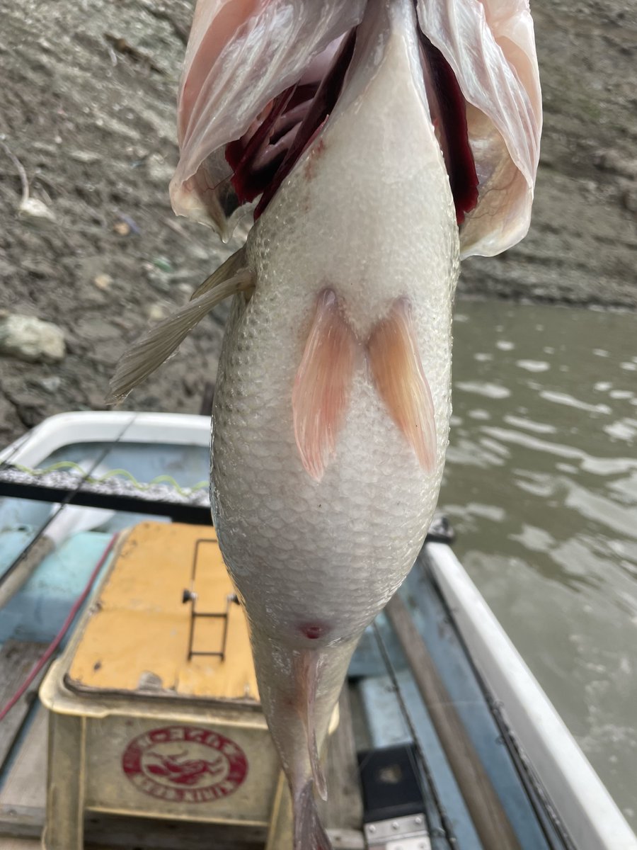 ちかちゃん tweet media