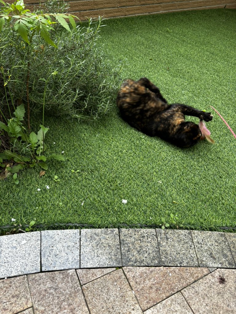 보리🌾 tweet media