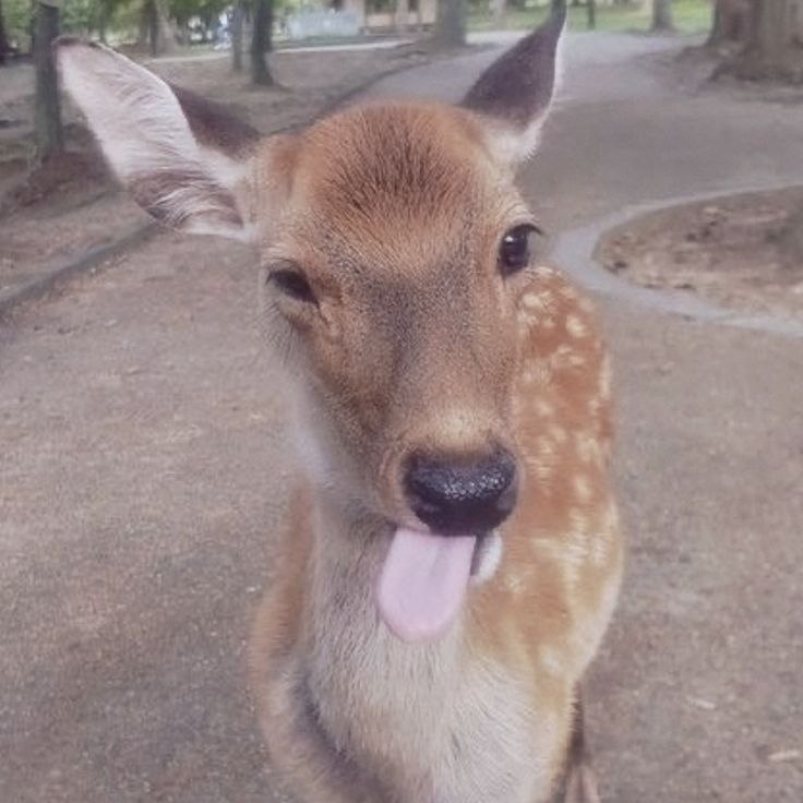 German ENHYPEN IS 7 tweet media