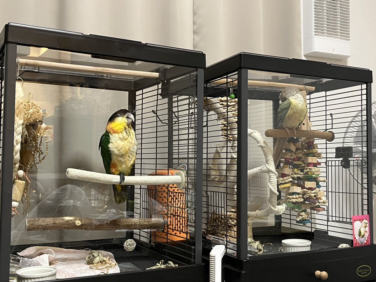 まいく tweet media