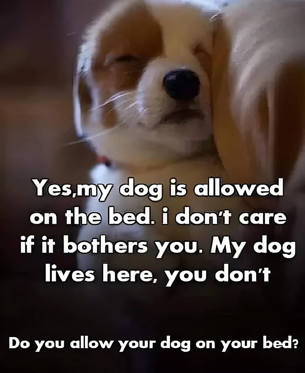 𝕏 Dogs tweet media