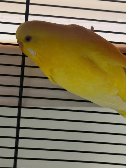 yolandaschultes's tweet image. 91054 Erlangen
Sittich im Käfig ausgesetzt
Kopie Dieser Wellensittich wurde während unserer Öffnungszeiten auf unserem Parkplatz abgestellt. 
Er hat Blut am Schnabel und es lagen keinerlei Informationen bei.
Wer kann Angaben machen? Tierheim Erlangen
+49 9131 207788