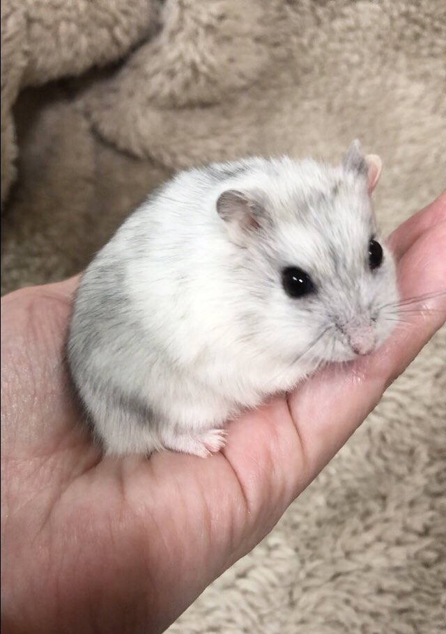 けぇこ🍆 tweet media