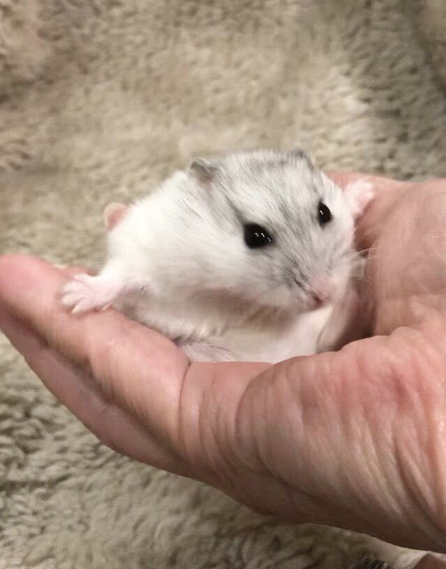 けぇこ🍆 tweet media