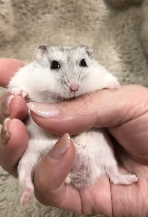 けぇこ🍆 tweet media