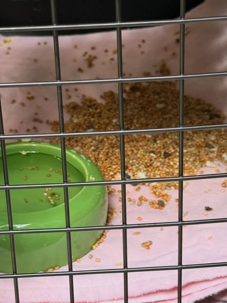 yolandaschultes's tweet image. 91054 Erlangen
Sittich im Käfig ausgesetzt
Kopie Dieser Wellensittich wurde während unserer Öffnungszeiten auf unserem Parkplatz abgestellt. 
Er hat Blut am Schnabel und es lagen keinerlei Informationen bei.
Wer kann Angaben machen? Tierheim Erlangen
+49 9131 207788