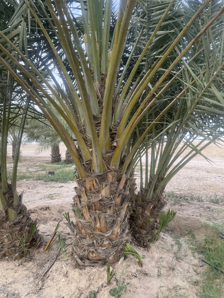 D3bdan's tweet photo. @Ahmad_Alduwaila السلام عليكم اخ احمد ممكن تفيدنا بنوع هالنخلتيين https://t.co/FtKxJ7K6tq