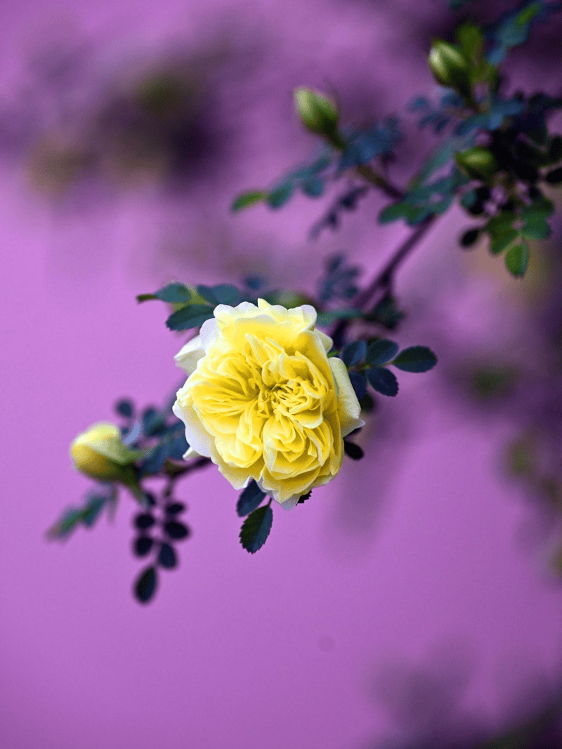 Tawni Gurnee tweet media