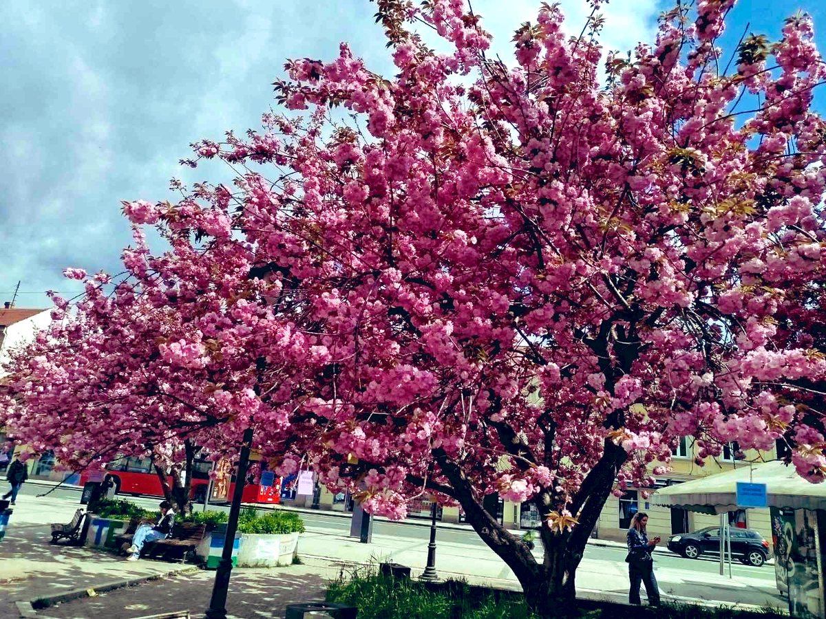 Данијела Нишавић - Плодна земља tweet media