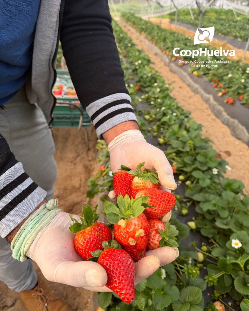 coophuelva.es tweet media