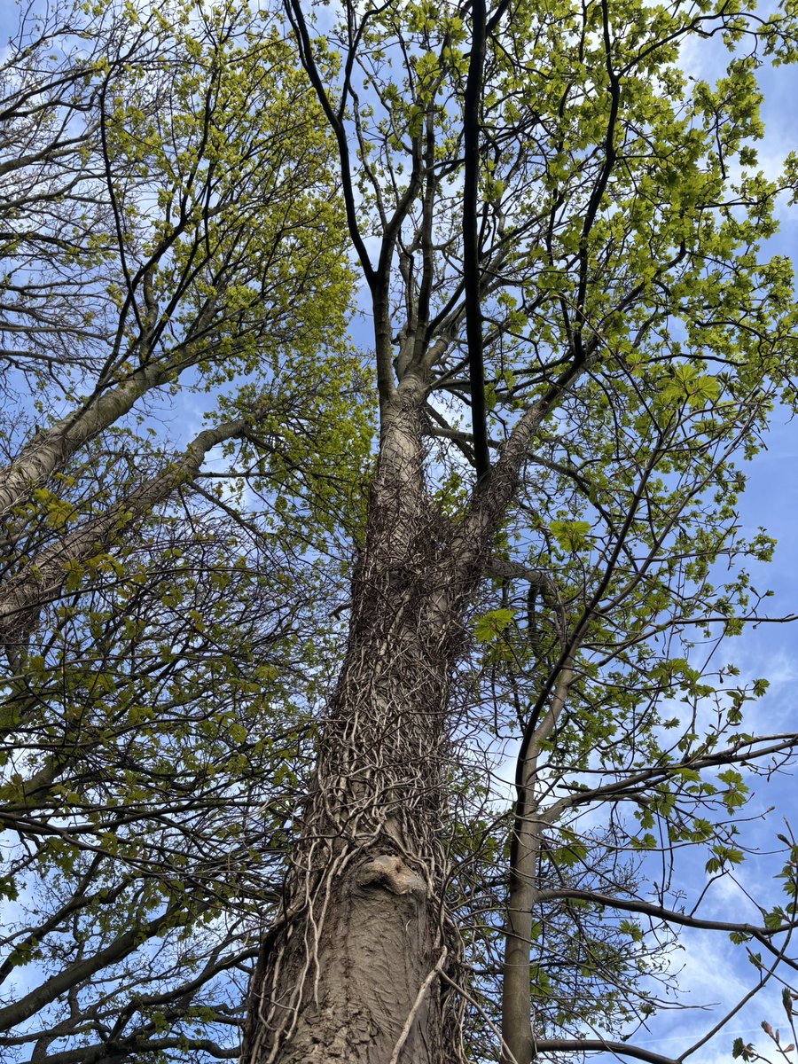 Woodhead Eco Trees tweet media