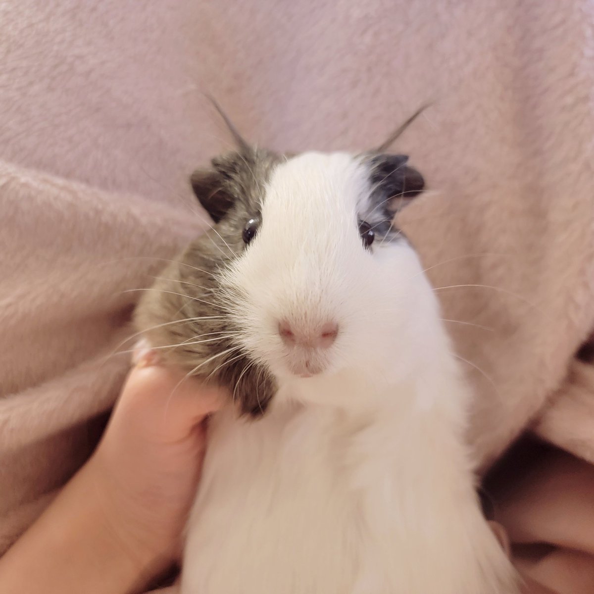 もふもふペットCafe tweet media