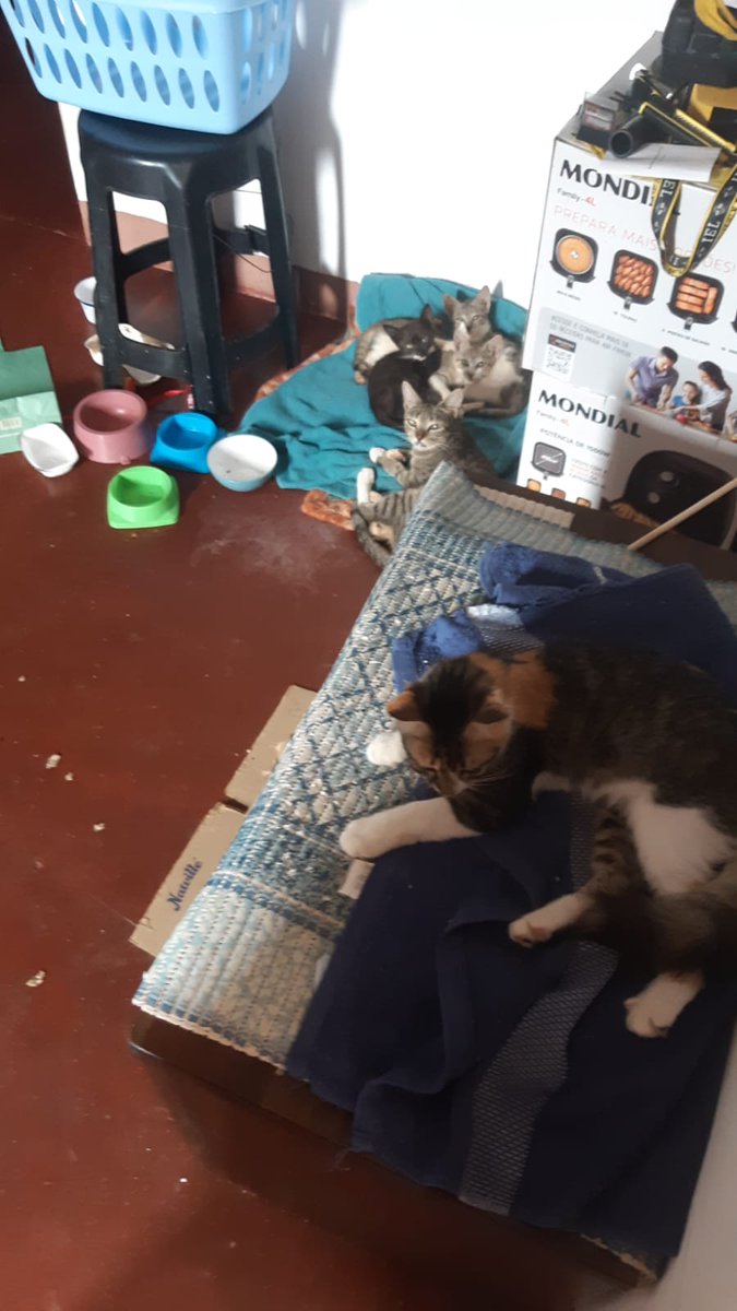 TiggerFelix's tweet photo. Backyard mama brought her kittens https://t.co/nlcU22IDDu