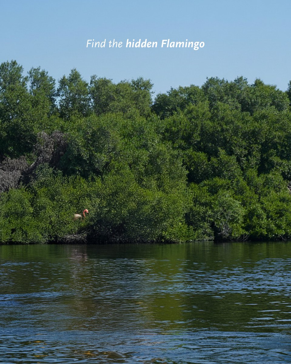 AlZorahUAE's tweet photo. Only true Al Zorah explorers can spot this flamingo 🦩🌿
Comment below when you see it 👇

وحدهم مستكشفو الزورا الحقيقيون يمكنهم العثور على طائر الفلامنجو 🦩🌿
شاركنا في التعليقات إذا قوة ملاحظتك ساعدتك👇

#AlZorahCity #LifeAtAlZorahCity https://t.co/0Gy2RA4NvM