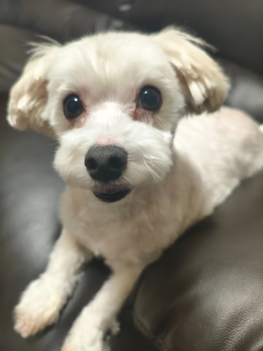 おみみ。 tweet media