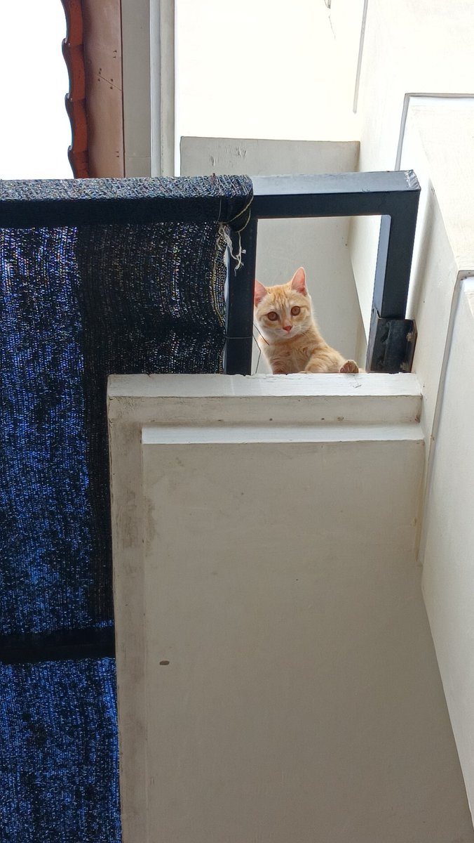 Meutia Faradilla tweet media