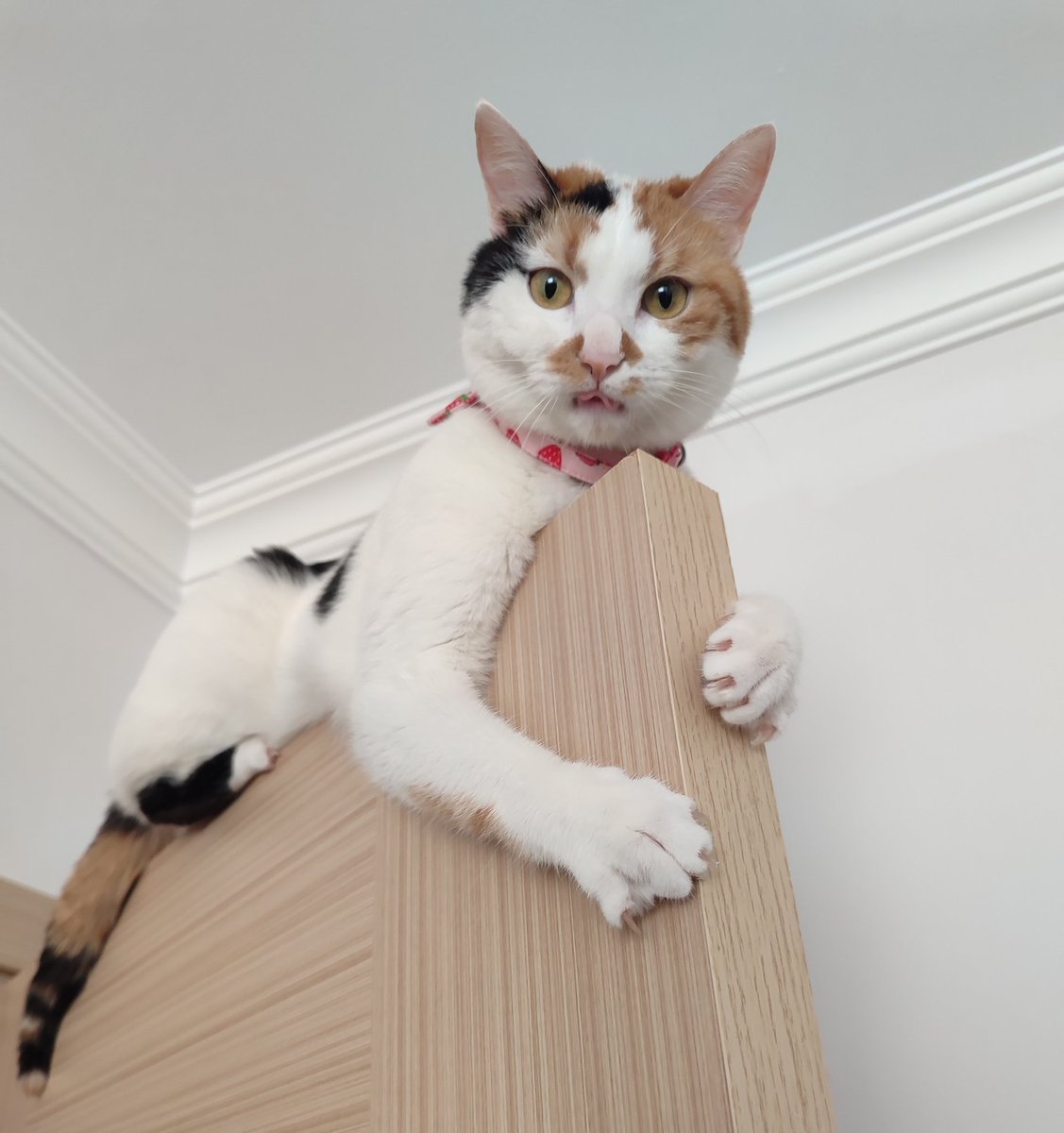 Ulu Kamgal Bado ve Tombi Bacı tweet media