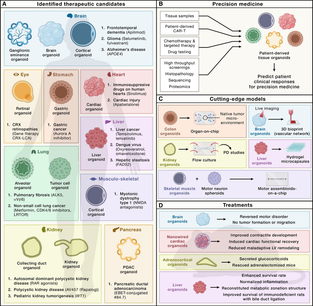 ScienceofPD's tweet image. Interesting reading: "Traditional animal-based drug discovery has high failure rates, prompting the search for &amp;amp; adoption of human-centered new approach methodologies" for drug discovery (#Parkinsons  &amp;amp; #Alzheimers get mentioned)
cell.com/cell/fulltext/…