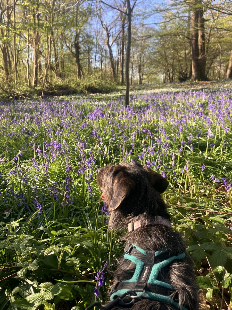 Eli & PiperSprocks Anipals tweet media