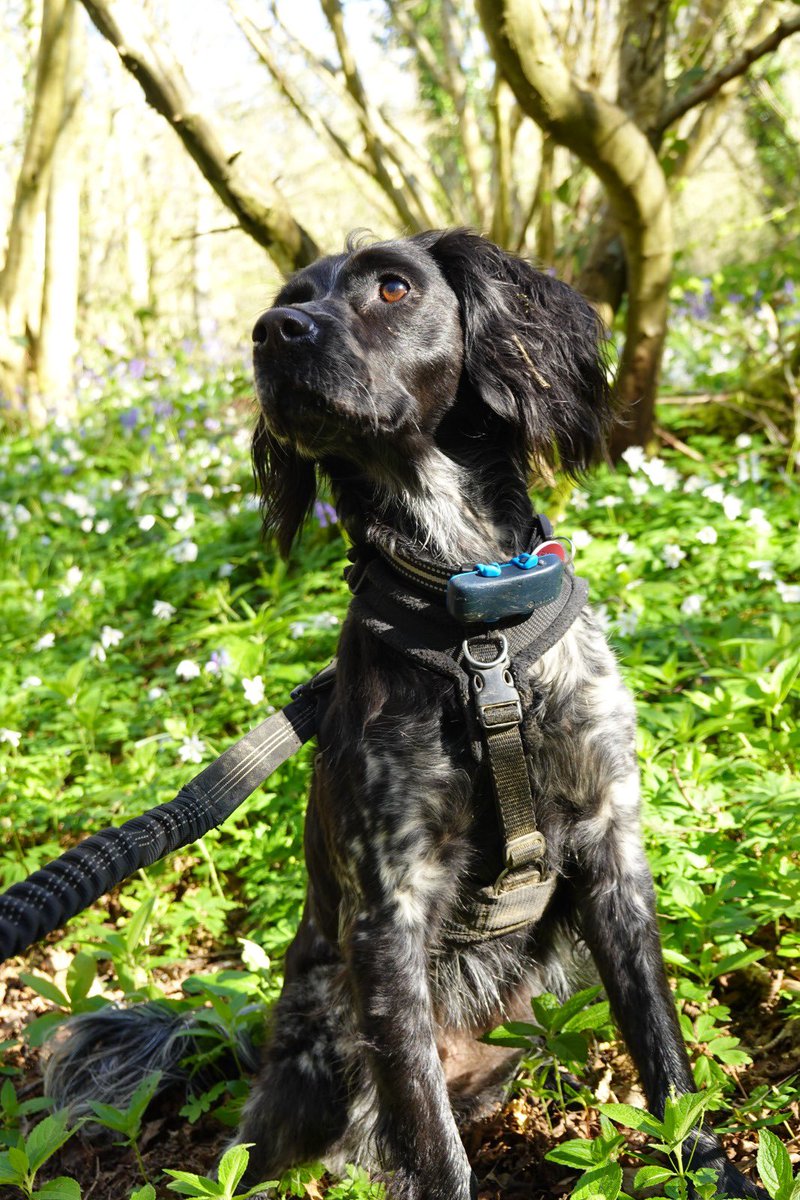 Eli & PiperSprocks Anipals tweet media