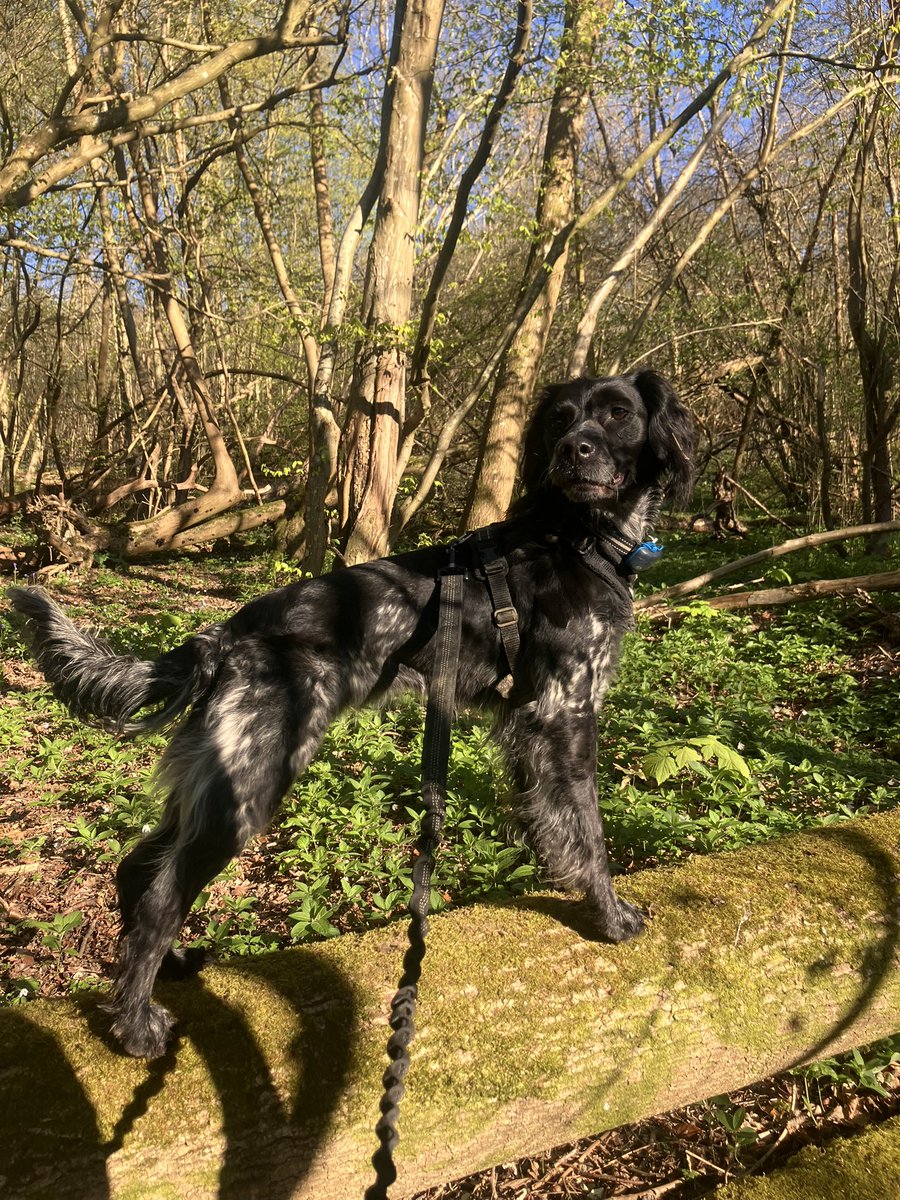 Eli & PiperSprocks Anipals tweet media