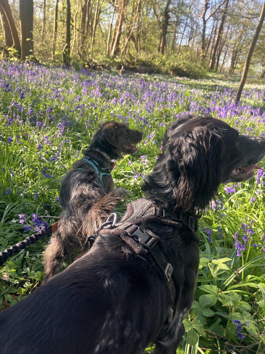 Eli & PiperSprocks Anipals tweet media