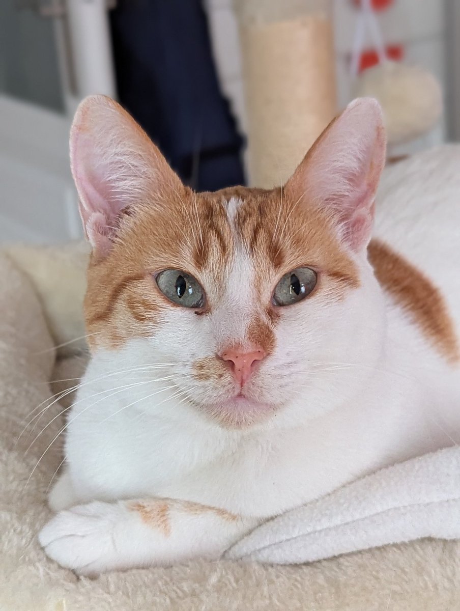 @hrstl@arrrgh.online tweet media