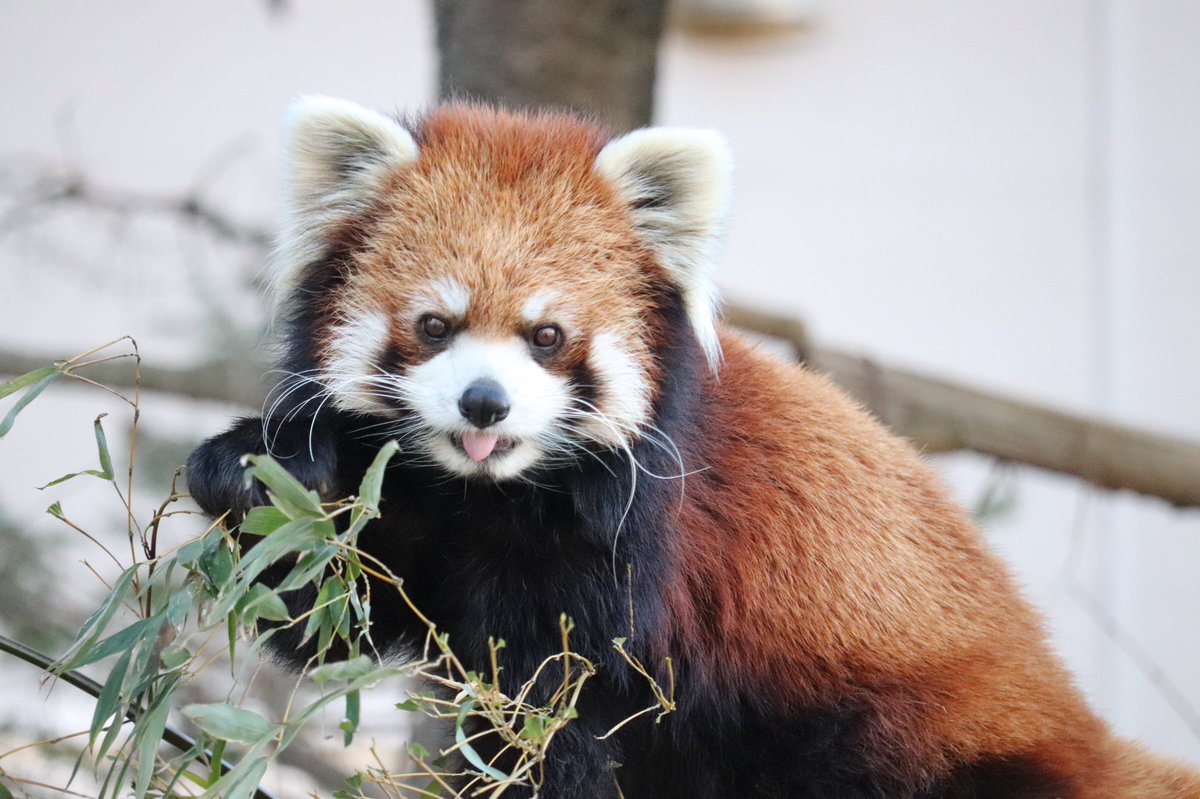 葉月白狐@コミティアD40a 2/22 tweet media