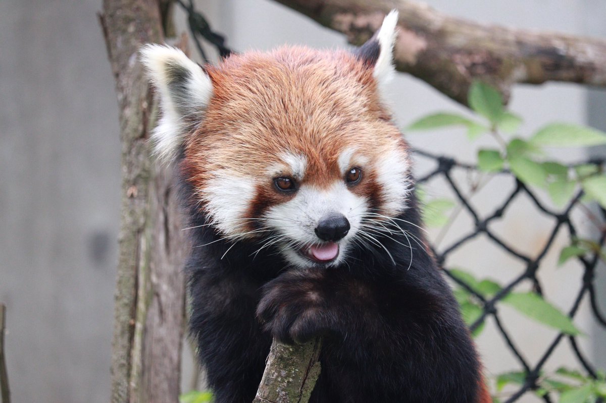 葉月白狐@コミティアD40a 2/22 tweet media