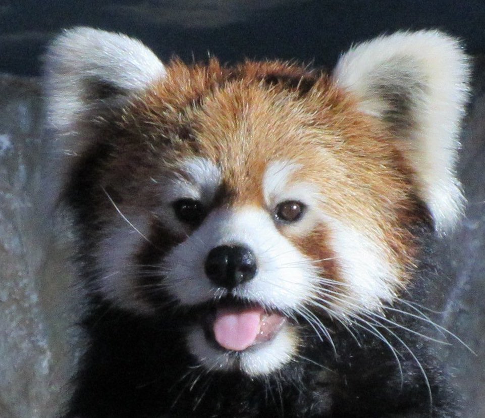 葉月白狐@コミティアD40a 2/22 tweet media