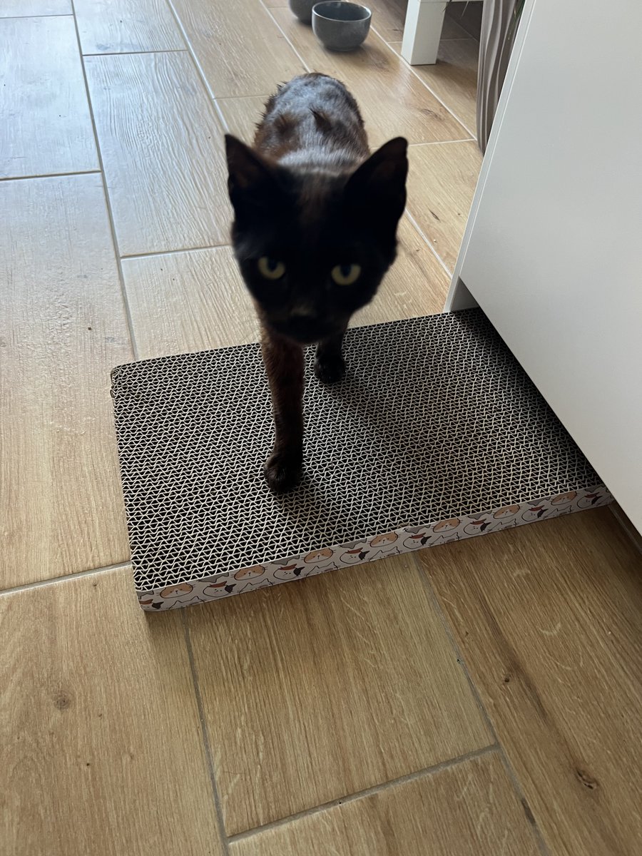 Atheist Girl tweet media