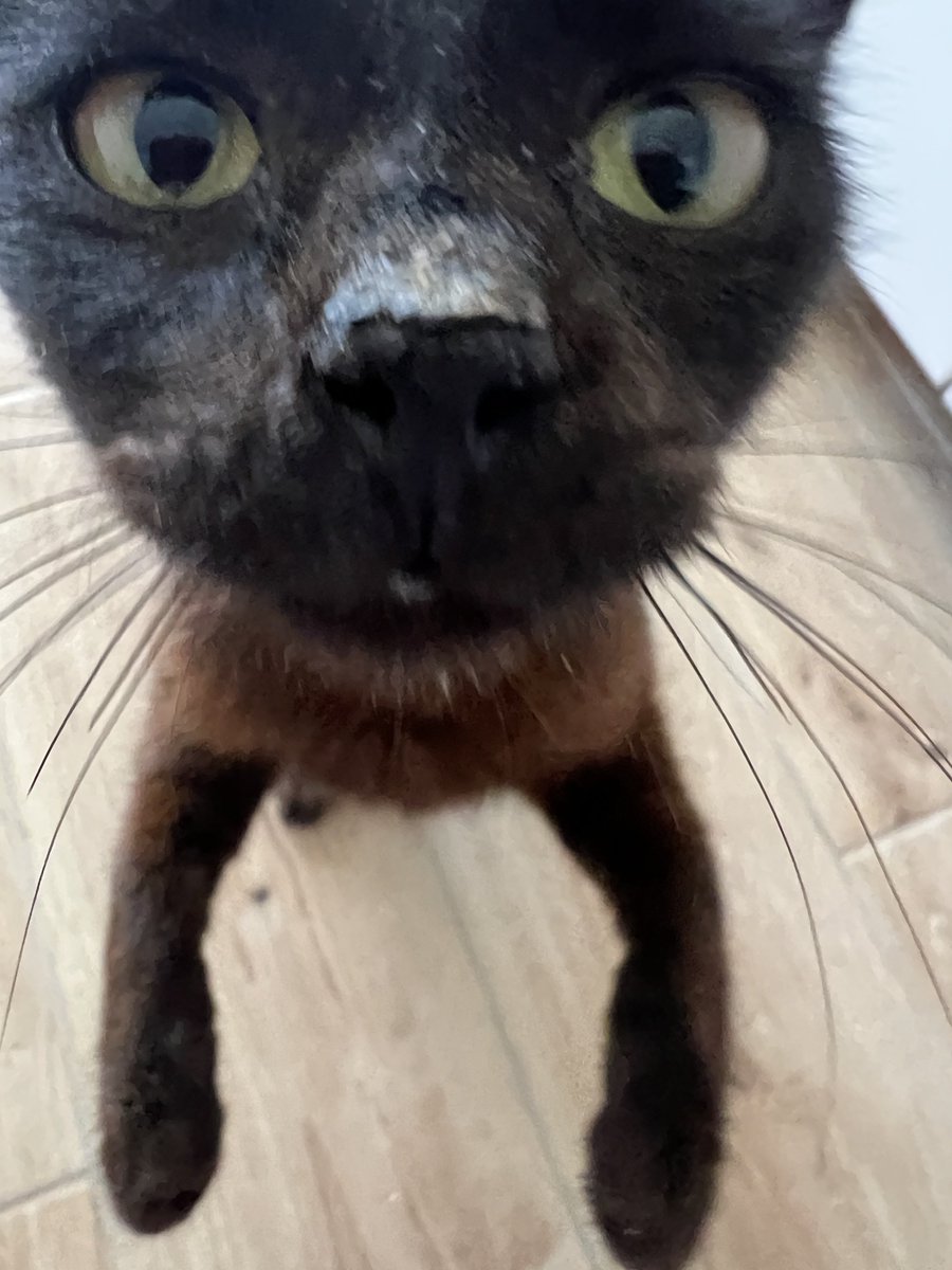 Atheist Girl tweet media