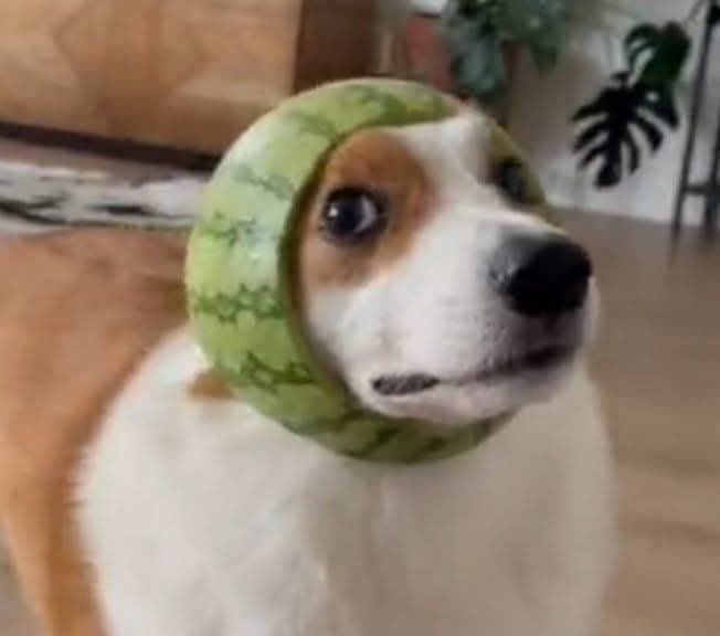 E daí? Lamento. Quer que eu faça o quê? tweet media