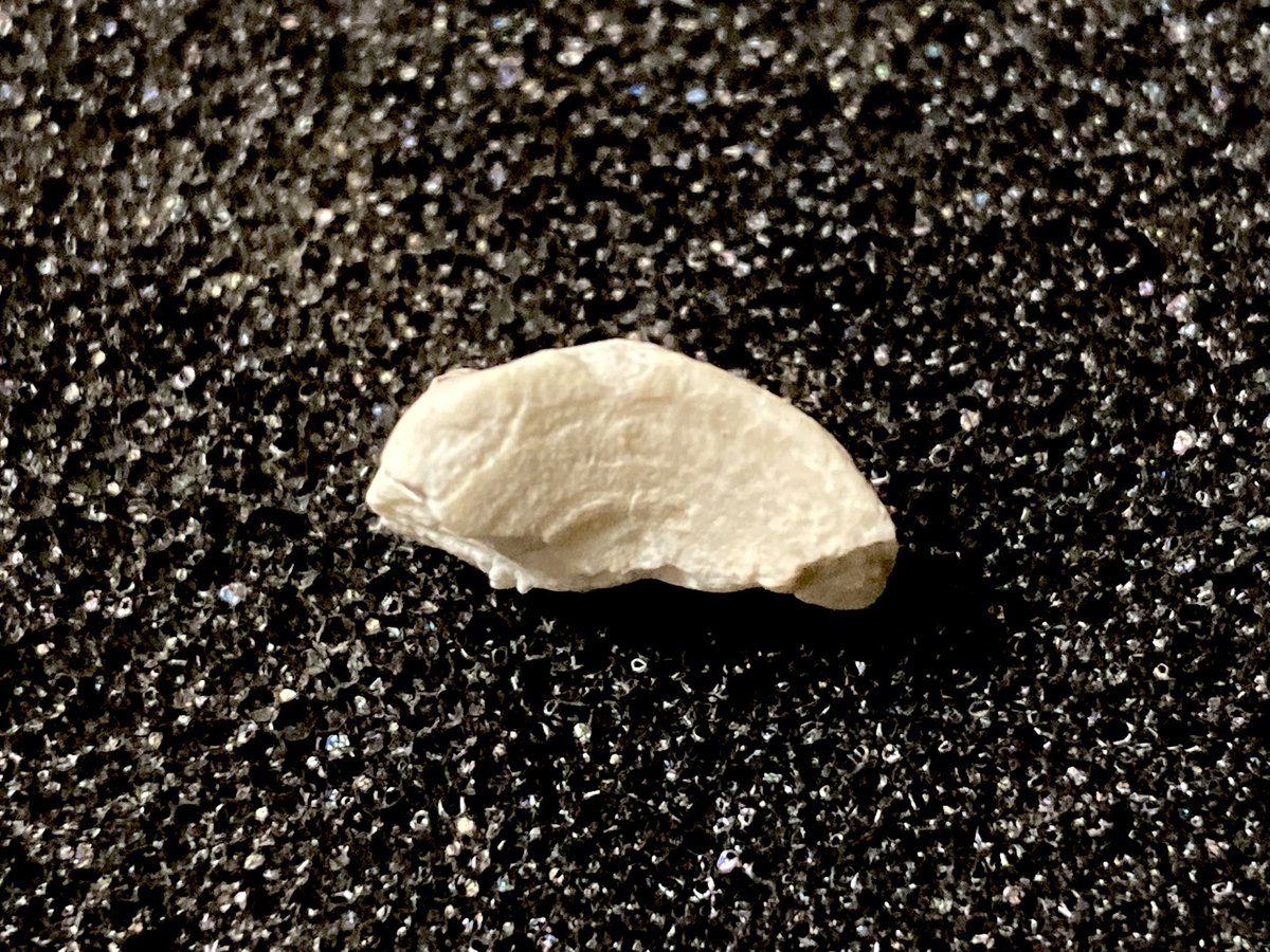 シーラカワスの鱗とサメ🦈 tweet media