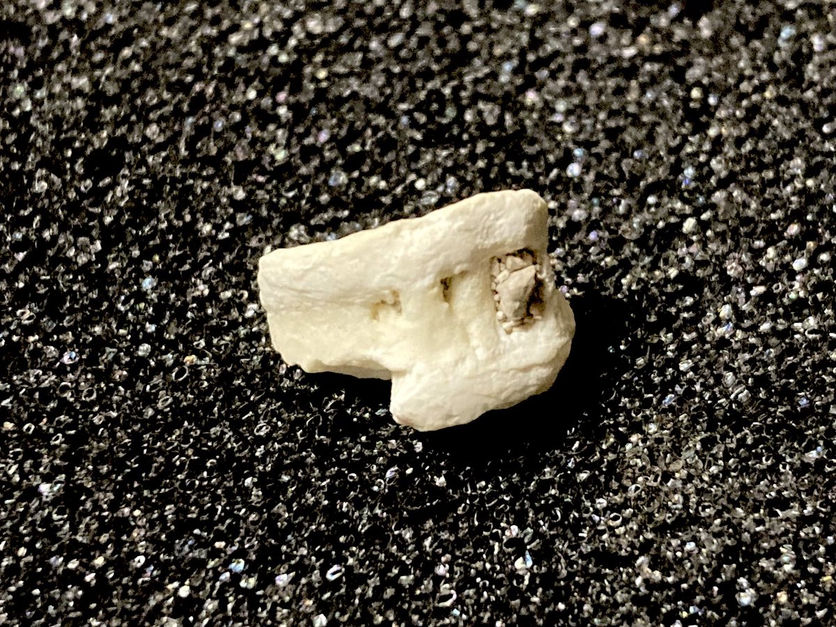 シーラカワスの鱗とサメ🦈 tweet media