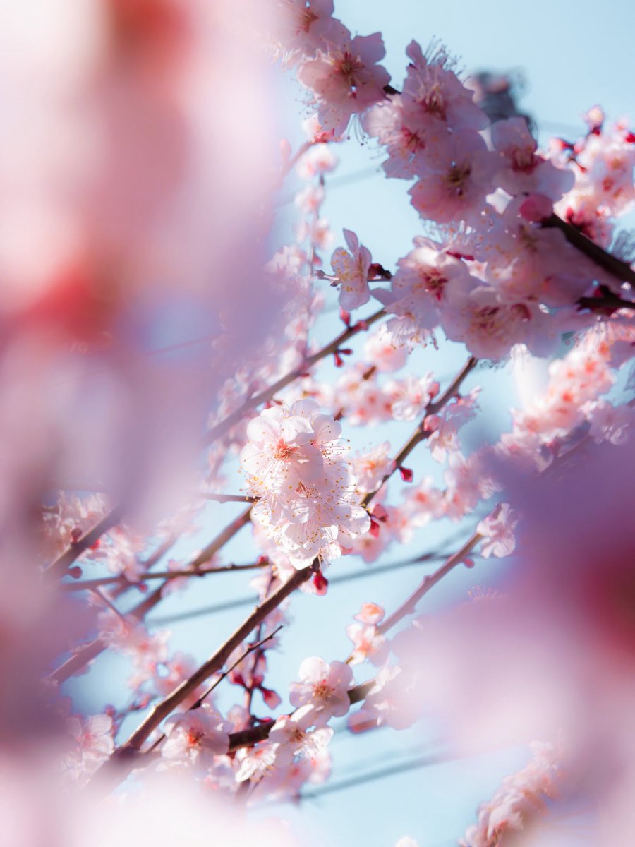 ぽてちー tweet media