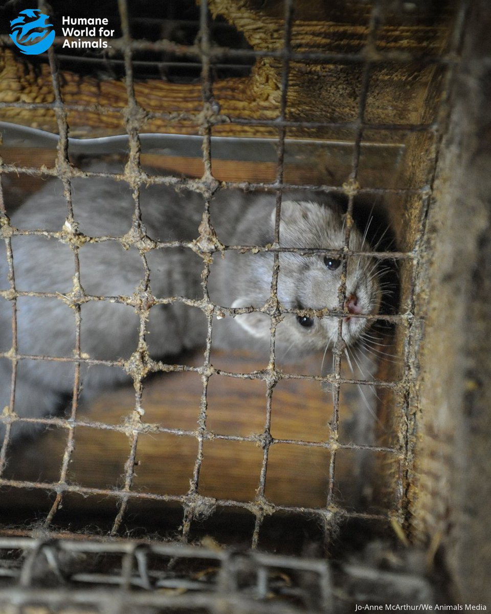 Humane World for Animals Europe tweet media