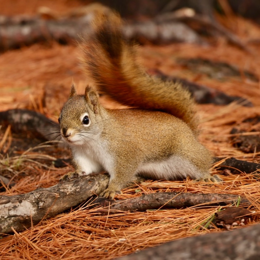 Sciuridaely 🐿 tweet media