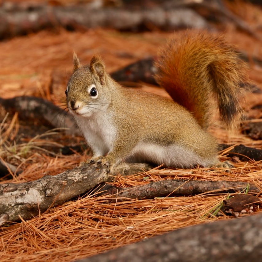 Sciuridaely 🐿 tweet media