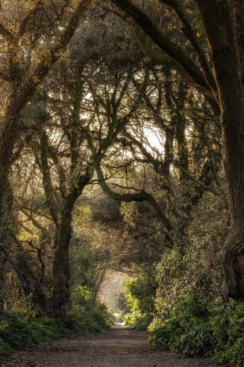 Smartphone Photographer tweet media