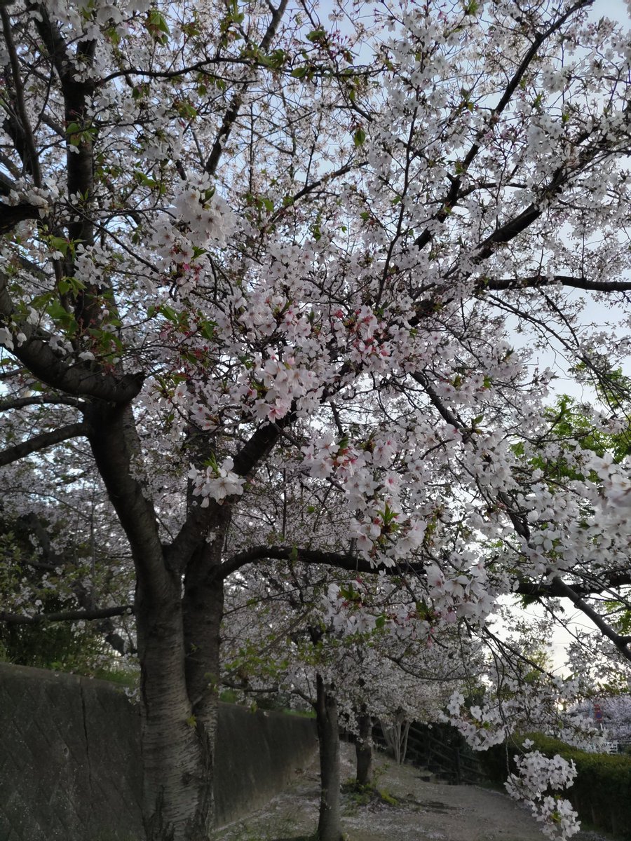 前ちゃん tweet media