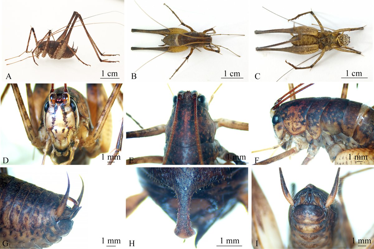 ZooKeys_Journal's tweet image. 🦗 𝘙𝘩𝘢𝘱𝘩𝘪𝘥𝘰𝘱𝘩𝘰𝘳𝘢 𝘫𝘪𝘢𝘰𝘻𝘪𝘴𝘩𝘢𝘯𝘦𝘯𝘴𝘪𝘴 and Diestramima (Baculitettix) phytophylacis are  the two new #cave #cricket species from Guizhou Province, China. See their formal description here: doi.org/10.3897/zookey…

#biodiversity