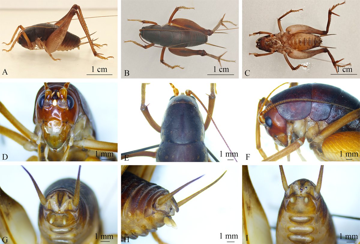 ZooKeys_Journal's tweet image. 🦗 𝘙𝘩𝘢𝘱𝘩𝘪𝘥𝘰𝘱𝘩𝘰𝘳𝘢 𝘫𝘪𝘢𝘰𝘻𝘪𝘴𝘩𝘢𝘯𝘦𝘯𝘴𝘪𝘴 and Diestramima (Baculitettix) phytophylacis are  the two new #cave #cricket species from Guizhou Province, China. See their formal description here: doi.org/10.3897/zookey…

#biodiversity