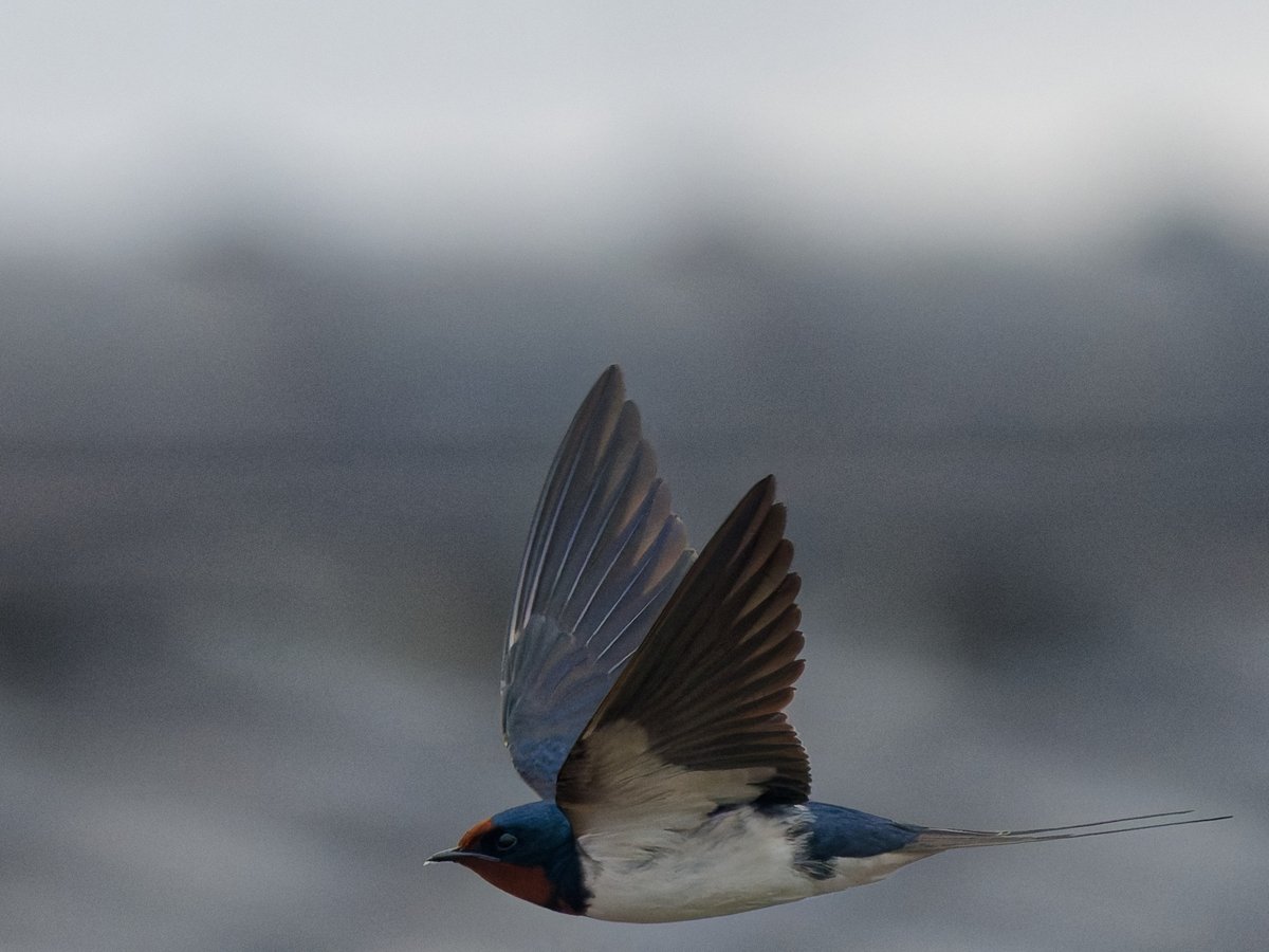 いいヒヨの日1114(低浮上中) tweet media